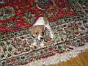 PA270121.JPG